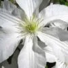 John Huxtable Clematis - 1 Gallon Pot 1 John Huxtable Clematis - 1 Gallon Pot -Flowers World Shop clematis john huxtable 2