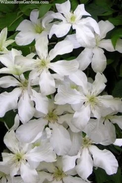 John Huxtable Clematis - 1 Gallon Pot -Flowers World Shop clematis john huxtable 3