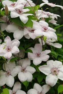 John Paul II Clematis - 1 Gallon Pot -Flowers World Shop clematis john paul II 11