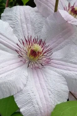 John Paul II Clematis - 1 Gallon Pot -Flowers World Shop clematis john paul II 12