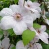 John Paul II Clematis - 1 Gallon Pot 1 John Paul II Clematis - 1 Gallon Pot -Flowers World Shop clematis john paul II 8
