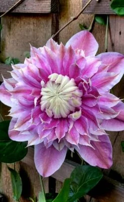 Josephine Clematis - 1 Gallon Pot 13 Josephine Clematis - 1 Gallon Pot -Flowers World Shop clematis josephine 13