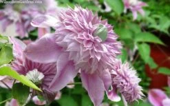 Josephine Clematis - 1 Gallon Pot 11 Josephine Clematis - 1 Gallon Pot -Flowers World Shop clematis josephine 15