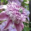 Josephine Clematis - 1 Gallon Pot 2 Josephine Clematis - 1 Gallon Pot -Flowers World Shop clematis josephine 16