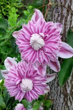 Josephine Clematis - 1 Gallon Pot 12 Josephine Clematis - 1 Gallon Pot -Flowers World Shop clematis josephine 2
