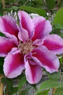 Killian Donahue Clematis - 1 Gallon Pot -Flowers World Shop clematis killian donahue 1
