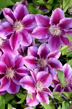 Killian Donahue Clematis - 1 Gallon Pot -Flowers World Shop clematis killian donahue 2