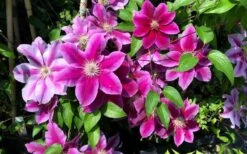 Killian Donahue Clematis - 1 Gallon Pot -Flowers World Shop clematis killian donahue 3