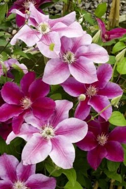 Killian Donahue Clematis - 1 Gallon Pot -Flowers World Shop clematis killian donahue 4