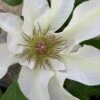 Kitty Clematis - 1 Gallon Pot -Flowers World Shop clematis kitty 14