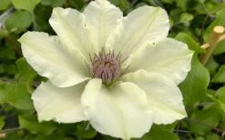Kitty Clematis - 1 Gallon Pot -Flowers World Shop clematis kitty 8