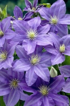 Lady Northcliffe Clematis - 1 Gallon Pot -Flowers World Shop clematis lady northcliffe 2