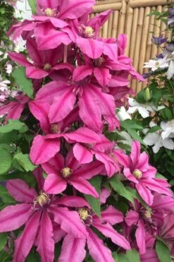 Liberation Clematis - 1 Gallon Pot -Flowers World Shop clematis liberation 4