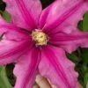 Liberation Clematis - 1 Gallon Pot 2 Liberation Clematis - 1 Gallon Pot -Flowers World Shop clematis liberation 5