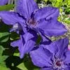 Lindsay Clematis - 1 Gallon Pot -Flowers World Shop clematis lindsay 4