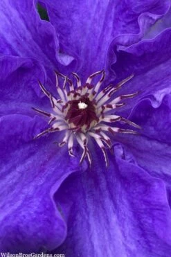 Lindsay Clematis - 1 Gallon Pot 9 Lindsay Clematis - 1 Gallon Pot -Flowers World Shop clematis lindsay 5