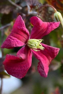 Madame Julia Correvon Clematis - 1 Gallon Pot -Flowers World Shop clematis madame julia correvon 10