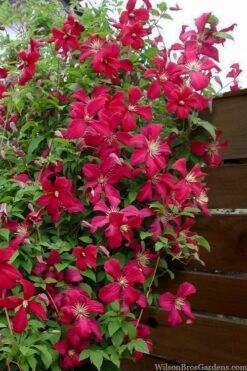 Madame Julia Correvon Clematis - 1 Gallon Pot -Flowers World Shop clematis madame julia correvon 11