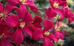Madame Julia Correvon Clematis - 1 Gallon Pot -Flowers World Shop clematis madame julia correvon 13
