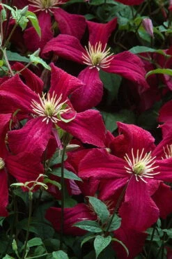 Madame Julia Correvon Clematis - 1 Gallon Pot -Flowers World Shop clematis madame julia correvon 7
