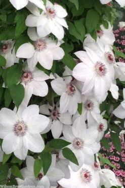 Miss Bateman Clematis - 1 Gallon Pot -Flowers World Shop clematis miss bateman 20
