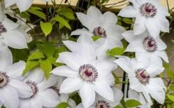 Miss Bateman Clematis - 1 Gallon Pot -Flowers World Shop clematis miss bateman 800x500 1