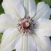 Miss Bateman Clematis - 1 Gallon Pot -Flowers World Shop clematis miss20bateman 2 500x750 1