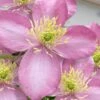 Montana Elizabeth Clematis - 1 Gallon Pot -Flowers World Shop clematis montana elizabeth 10