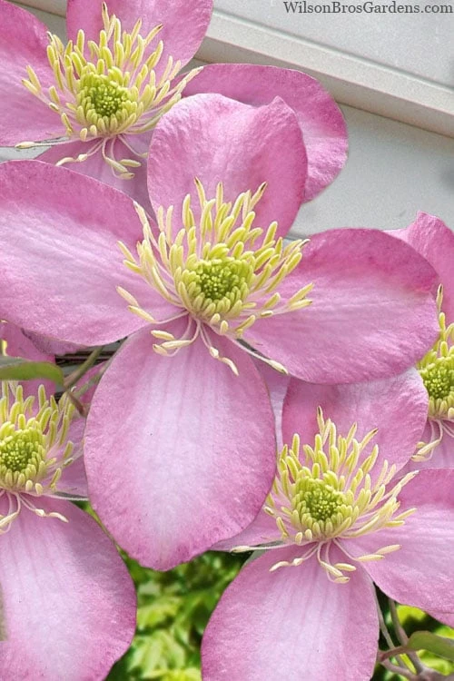 Montana Elizabeth Clematis - 1 Gallon Pot 3 Montana Elizabeth Clematis - 1 Gallon Pot