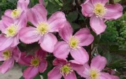 Montana Elizabeth Clematis - 1 Gallon Pot 13 Montana Elizabeth Clematis - 1 Gallon Pot -Flowers World Shop clematis montana elizabeth 2