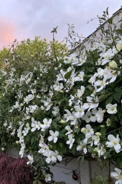 Grandiflora Montana Clematis - 1 Gallon Pot 15 Grandiflora Montana Clematis - 1 Gallon Pot -Flowers World Shop clematis montana grandiflora 1