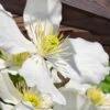 Grandiflora Montana Clematis - 1 Gallon Pot -Flowers World Shop clematis montana grandiflora 13