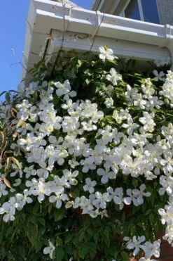 Grandiflora Montana Clematis - 1 Gallon Pot 12 Grandiflora Montana Clematis - 1 Gallon Pot -Flowers World Shop clematis montana grandiflora 2