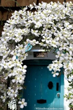 Grandiflora Montana Clematis - 1 Gallon Pot 13 Grandiflora Montana Clematis - 1 Gallon Pot -Flowers World Shop clematis montana grandiflora20copy