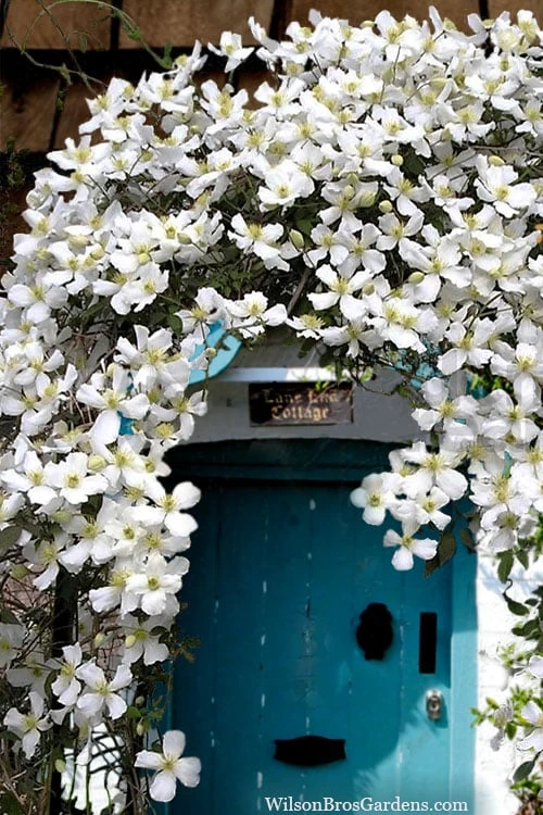 Grandiflora Montana Clematis - 1 Gallon Pot 7 Grandiflora Montana Clematis - 1 Gallon Pot - Image 5