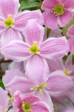 Mayleen Montana Clematis - 1 Gallon Pot 15 Mayleen Montana Clematis - 1 Gallon Pot -Flowers World Shop clematis montana mayleen 1