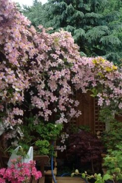 Mayleen Montana Clematis - 1 Gallon Pot 14 Mayleen Montana Clematis - 1 Gallon Pot -Flowers World Shop clematis montana mayleen 12