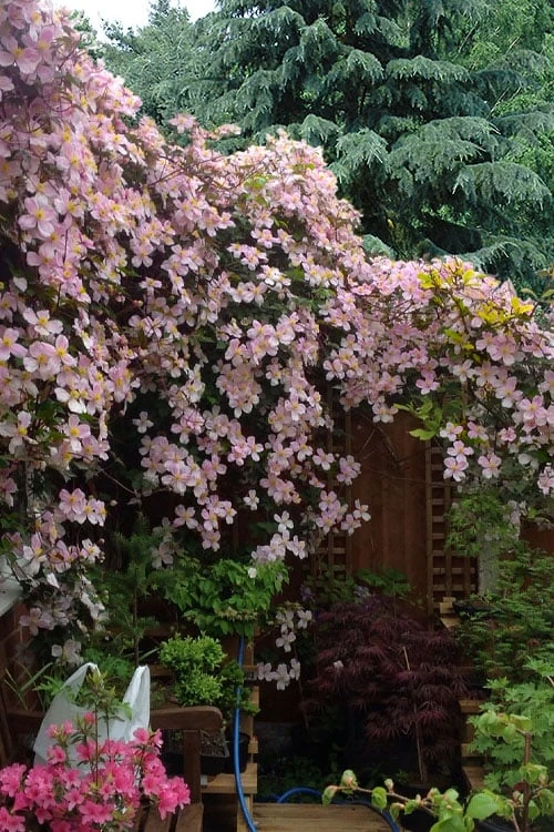 Mayleen Montana Clematis - 1 Gallon Pot 6 Mayleen Montana Clematis - 1 Gallon Pot - Image 4