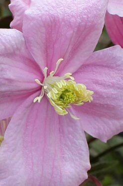 Mayleen Montana Clematis - 1 Gallon Pot 19 Mayleen Montana Clematis - 1 Gallon Pot -Flowers World Shop clematis montana mayleen 4