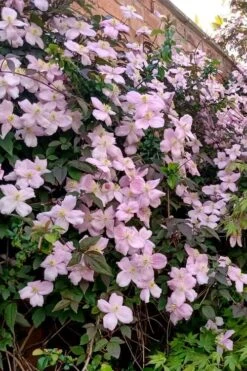 Mayleen Montana Clematis - 1 Gallon Pot 17 Mayleen Montana Clematis - 1 Gallon Pot -Flowers World Shop clematis montana mayleen 6