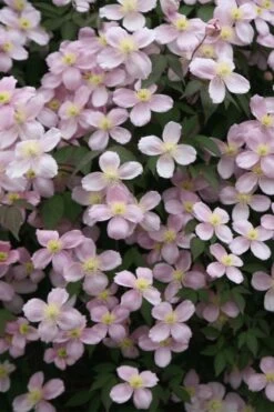Montana Rubens Clematis - 1 Gallon Pot -Flowers World Shop clematis montana rubens 11