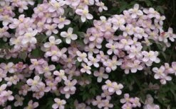 Montana Rubens Clematis - 1 Gallon Pot -Flowers World Shop clematis montana rubens 12