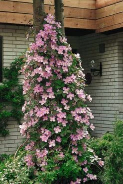 Montana Rubens Clematis - 1 Gallon Pot -Flowers World Shop clematis montana rubens 2