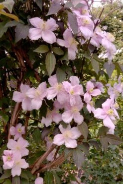 Montana Rubens Clematis - 1 Gallon Pot -Flowers World Shop clematis montana rubens 6