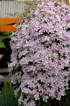 Montana Rubens Clematis - 1 Gallon Pot -Flowers World Shop clematis montana rubens 8