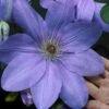 Mrs. Cholmondeley Clematis - 1 Gallon Pot 1 Mrs. Cholmondeley Clematis - 1 Gallon Pot -Flowers World Shop clematis mrs cholmondeley 11