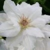 Mrs. George Jackman Clematis - 1 Gallon Pot -Flowers World Shop clematis mrs george jackman 10