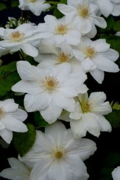 Mrs. George Jackman Clematis - 1 Gallon Pot -Flowers World Shop clematis mrs george jackman 7