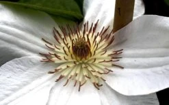 Mrs. George Jackman Clematis - 1 Gallon Pot -Flowers World Shop clematis mrs george jackman 8