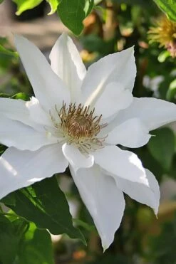 Mrs. George Jackman Clematis - 1 Gallon Pot -Flowers World Shop clematis mrs george jackman 9